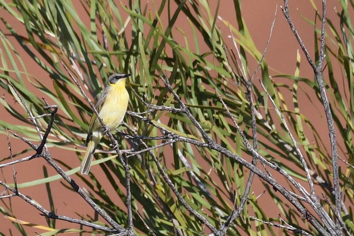 Gray-headed Honeyeater - ML624447774