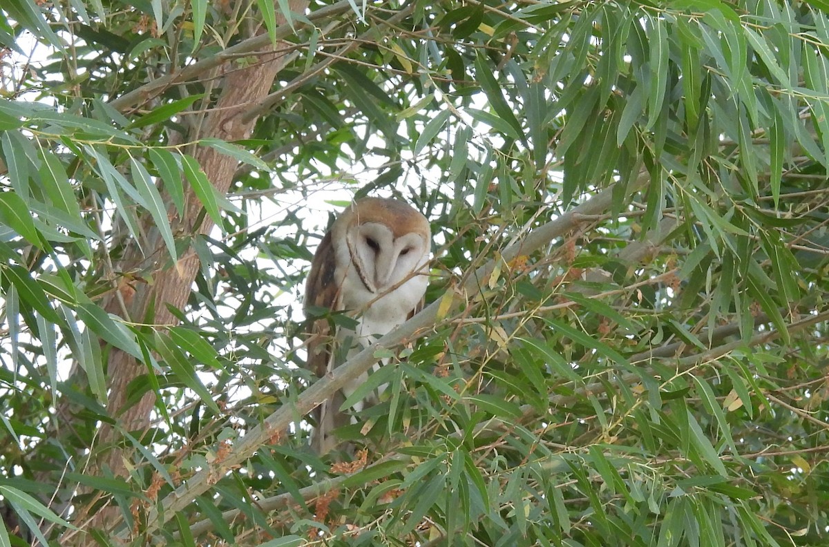 Barn Owl - Chris Dean