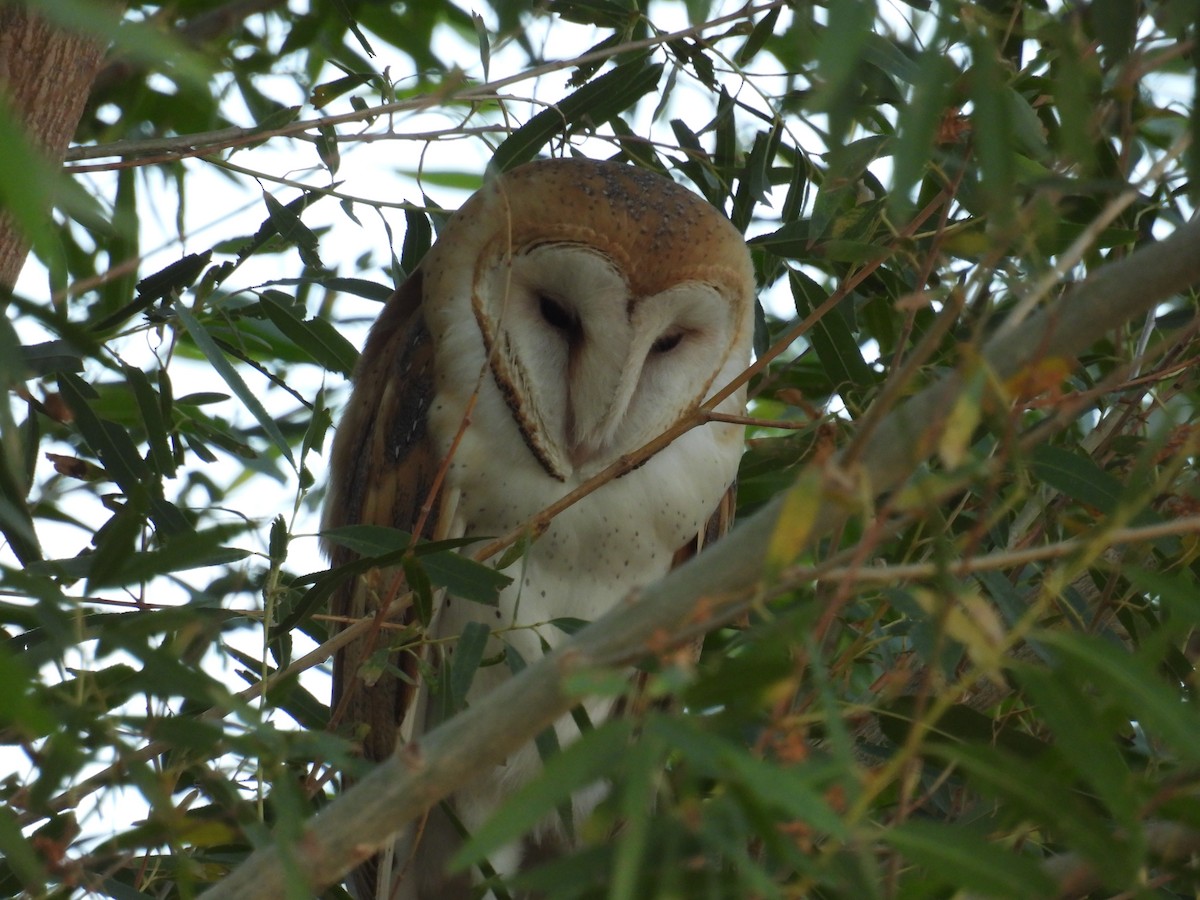 Barn Owl - Chris Dean