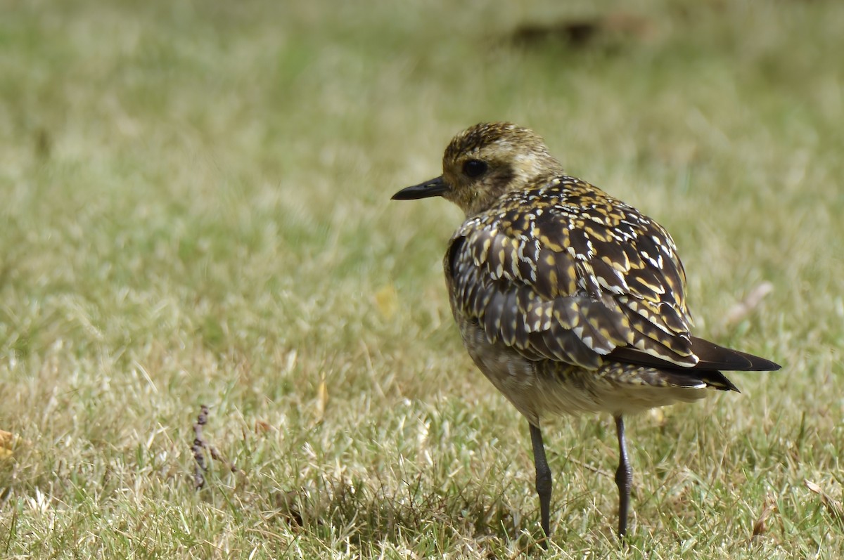 Urre-txirri siberiarra - ML624447910