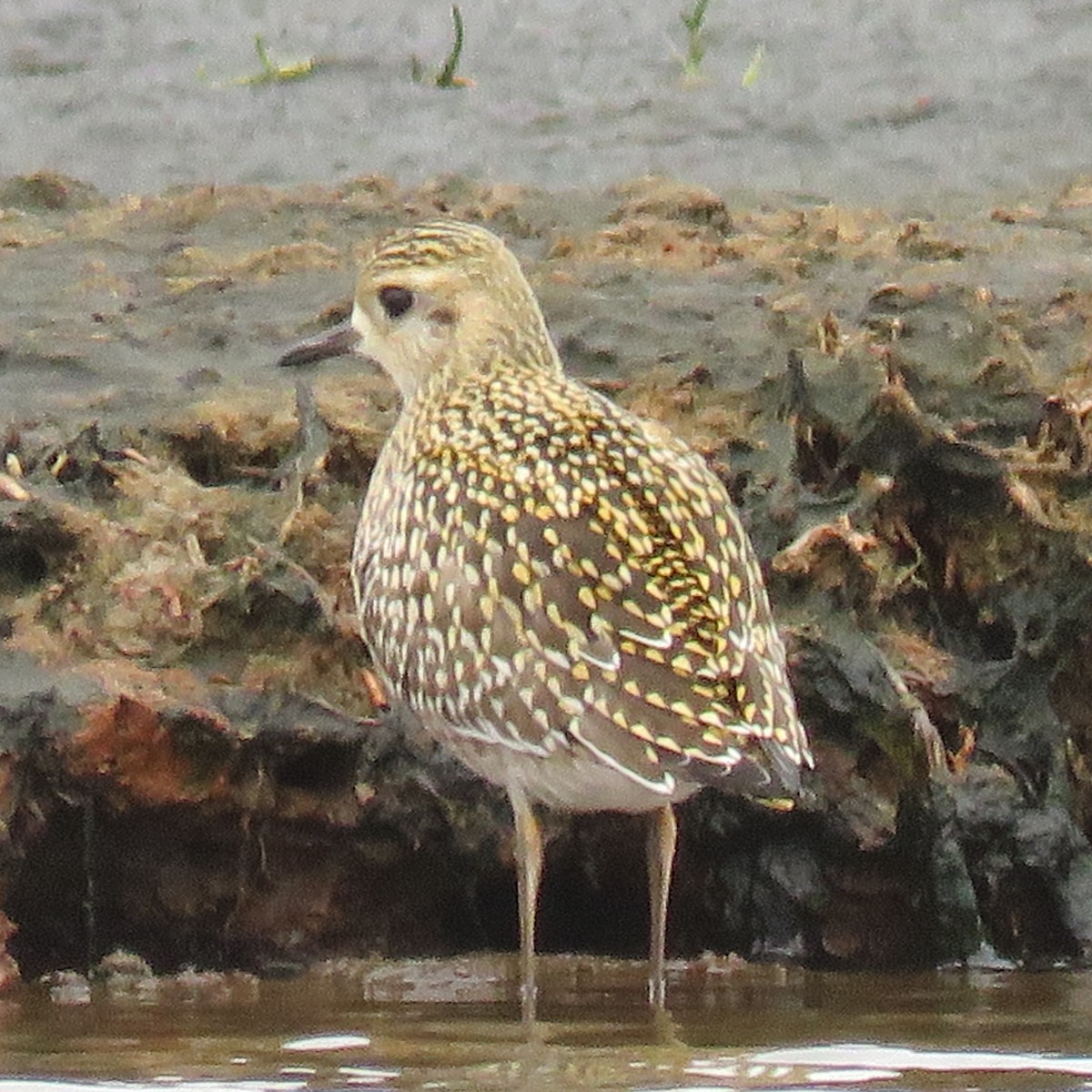 Pacific Golden-Plover - Steve Giles