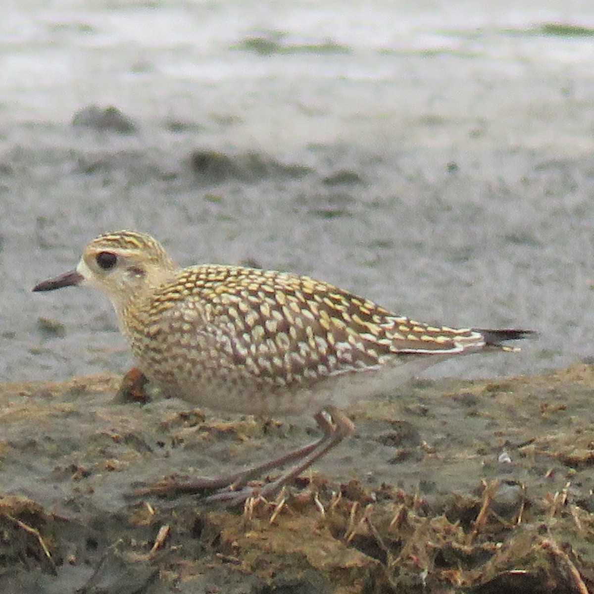 Pacific Golden-Plover - ML624447990