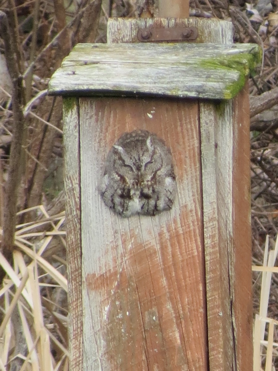 Eastern Screech-Owl - ML624448095
