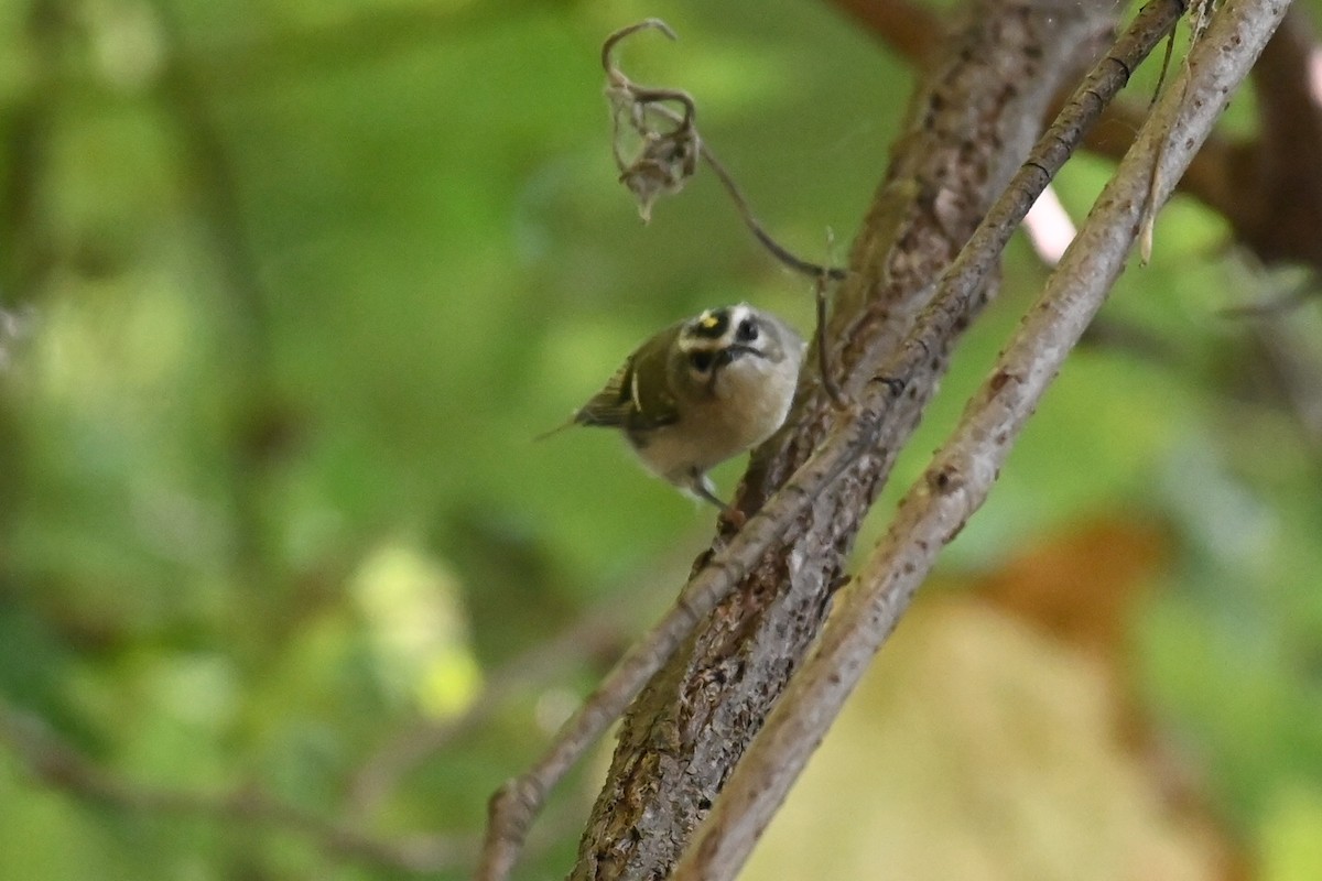 Golden-crowned Kinglet - ML624448166