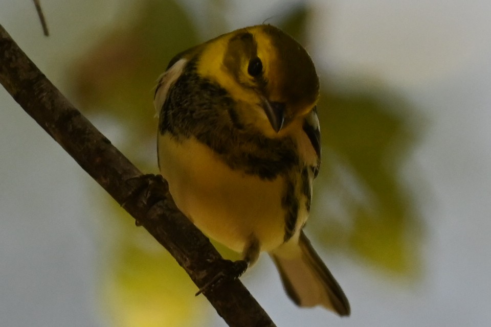 Black-throated Green Warbler - ML624448178