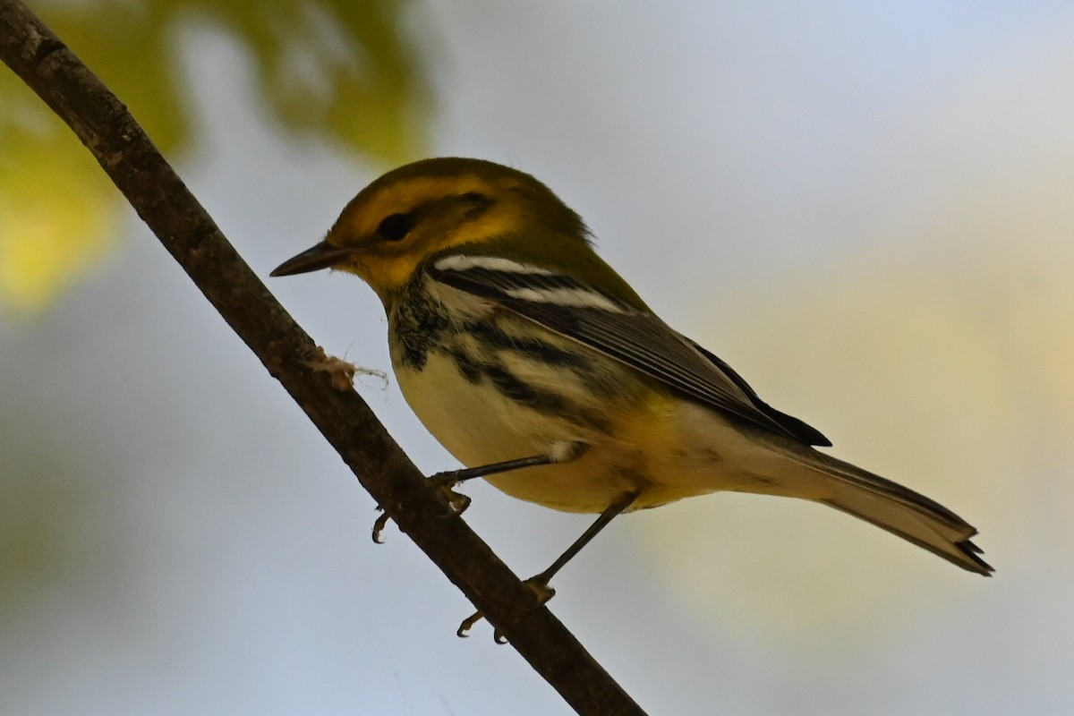 Black-throated Green Warbler - ML624448179