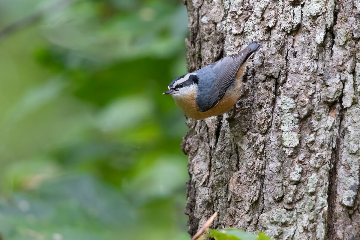 Red-breasted Nuthatch - ML624448362