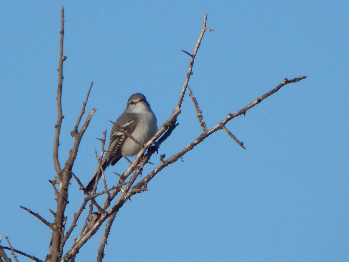 White-crested Tyrannulet (White-bellied) - ML624448366