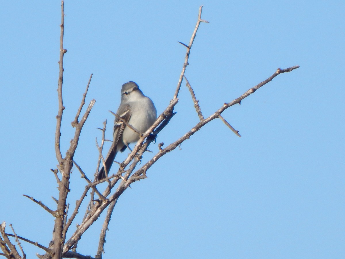 White-crested Tyrannulet (White-bellied) - ML624448367