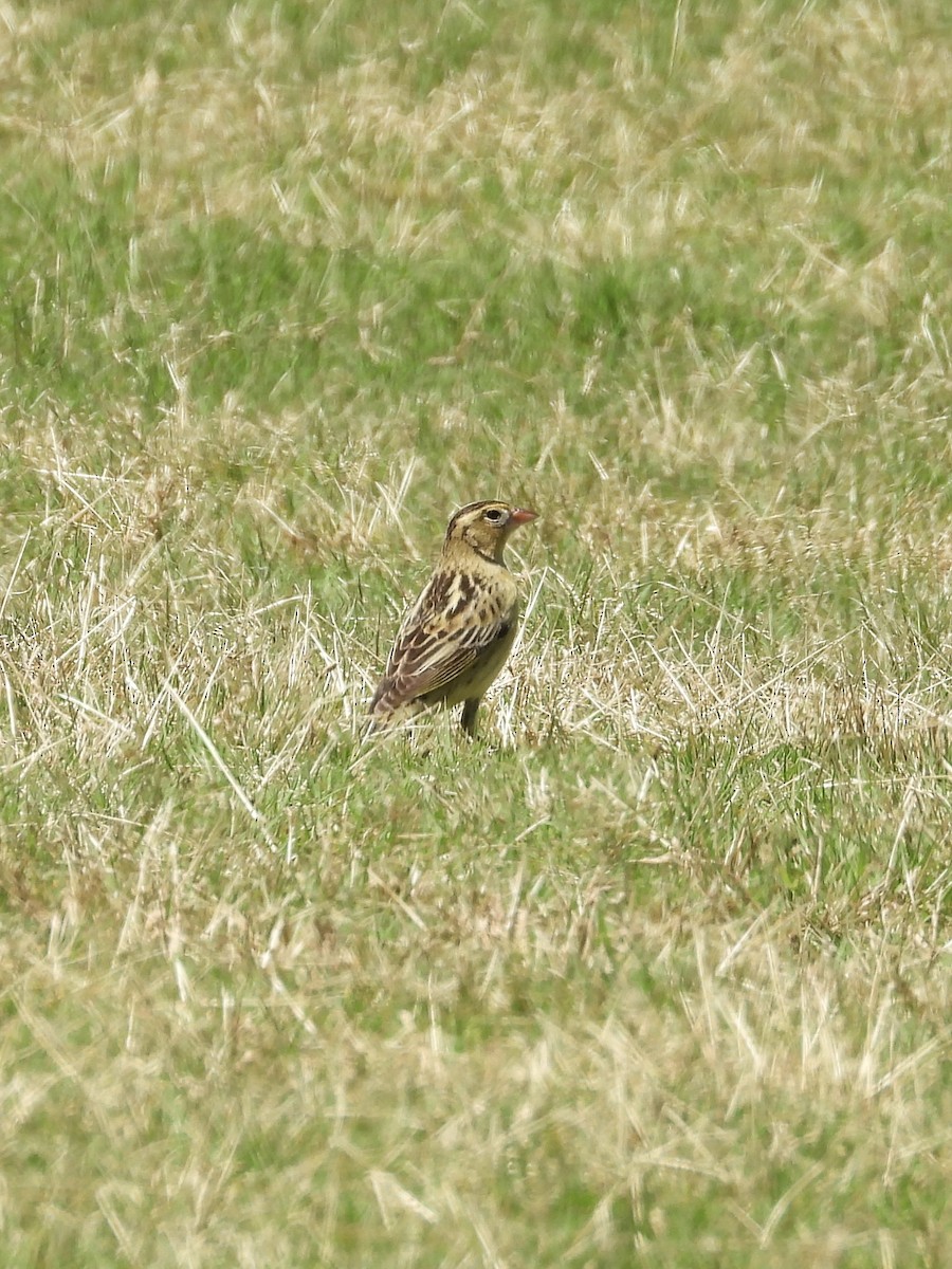 Bobolink - ML624448483