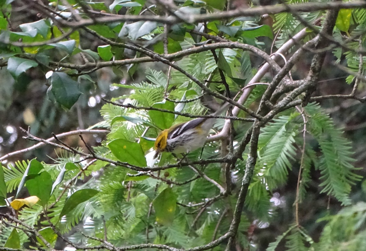 Black-throated Green Warbler - ML624448486