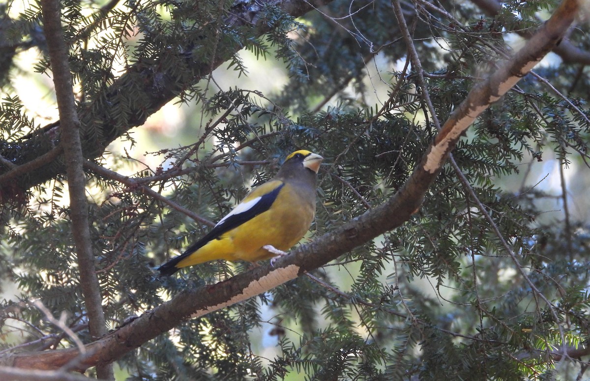 Evening Grosbeak - ML624448604