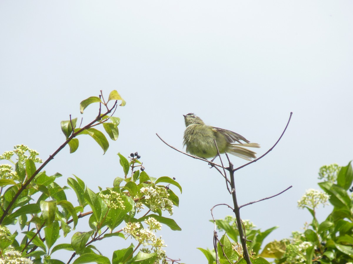 Spectacled Tyrannulet - ML624448680