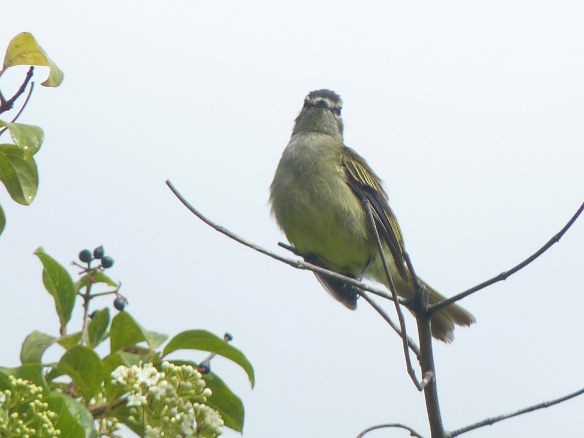 Spectacled Tyrannulet - ML624448681