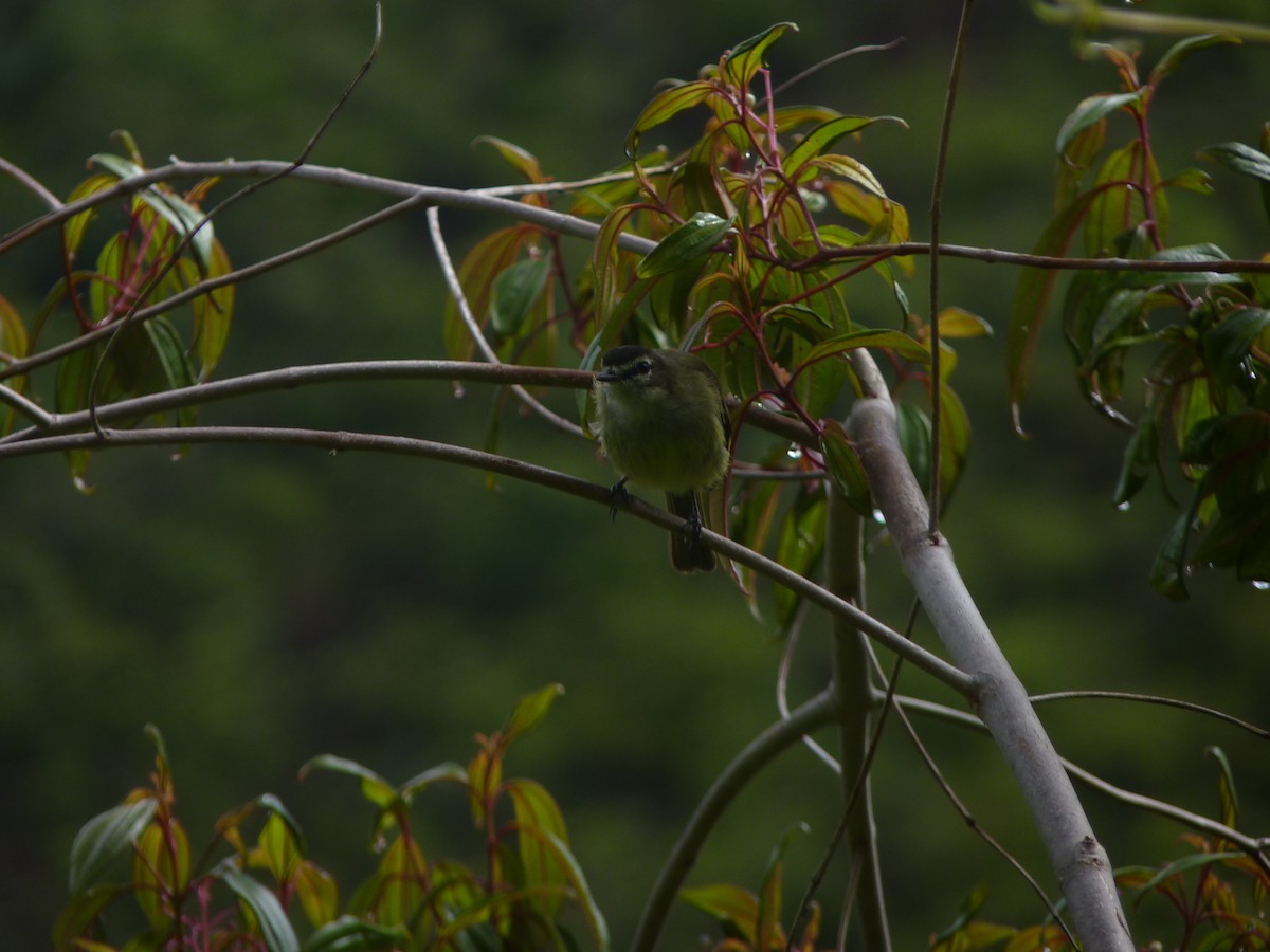 Spectacled Tyrannulet - ML624448682