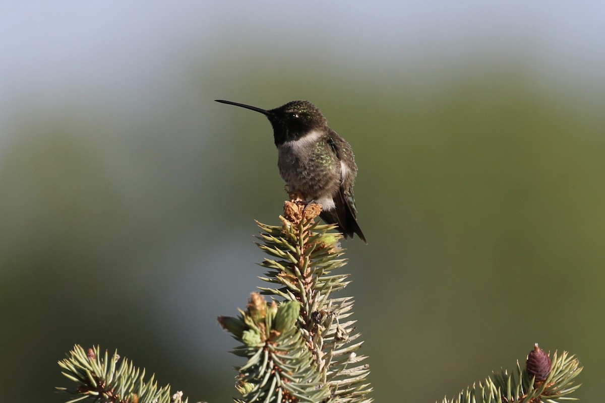 Black-chinned Hummingbird - ML624448737