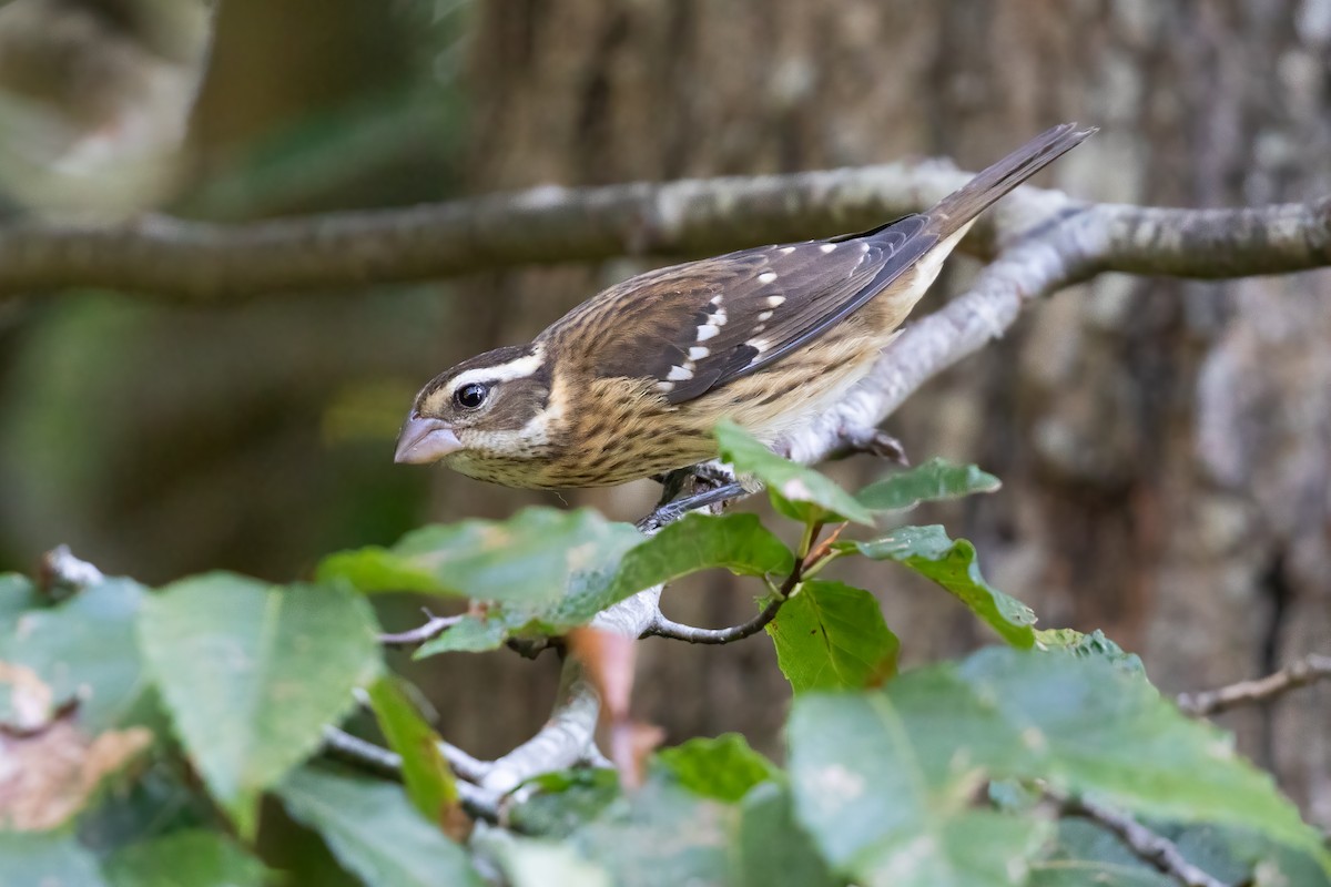 Rose-breasted Grosbeak - ML624448909