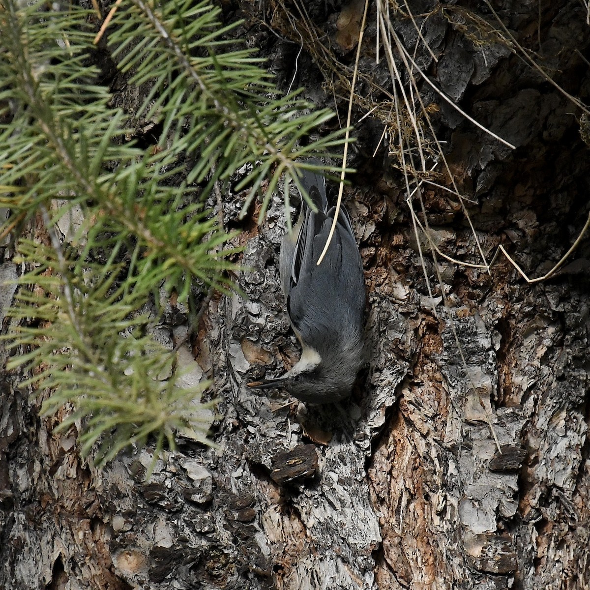 Pygmy Nuthatch - ML624448925