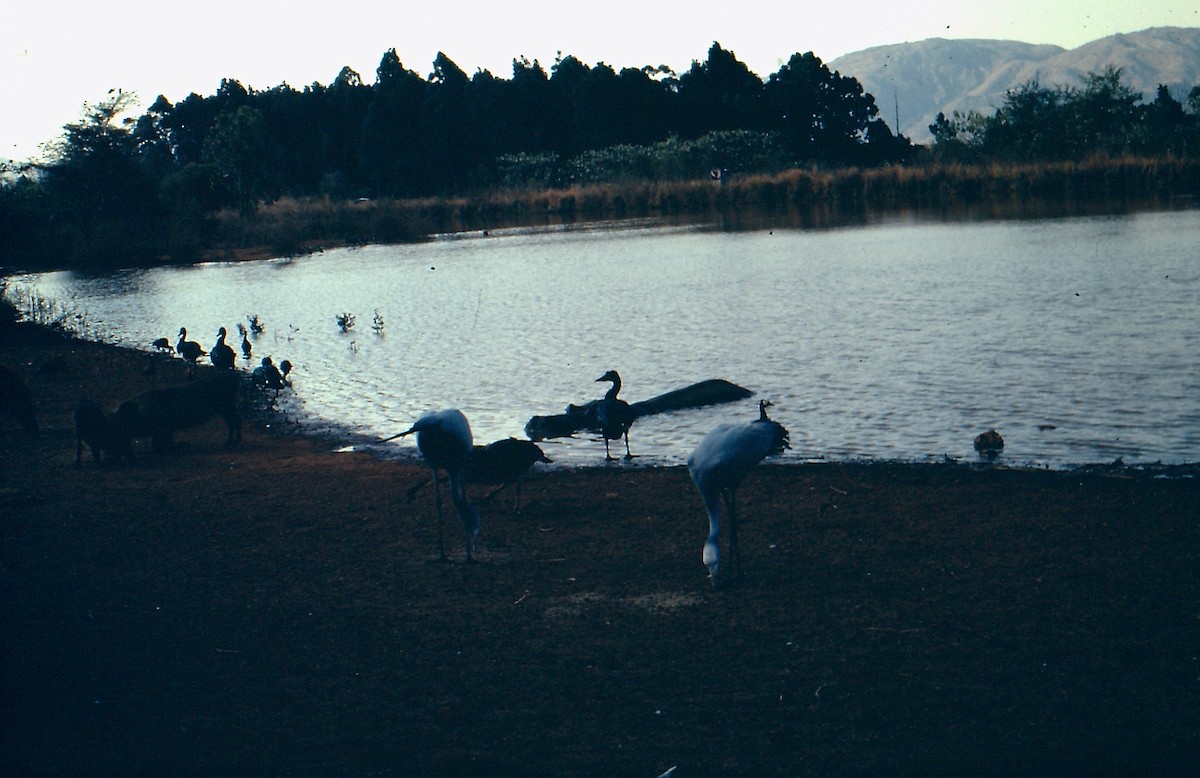 Blue Crane - Andrew Sensenig