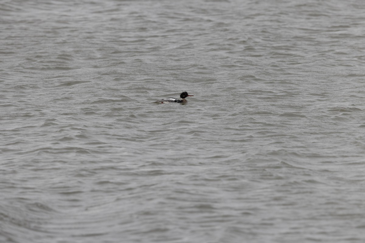Red-breasted Merganser - ML624448963