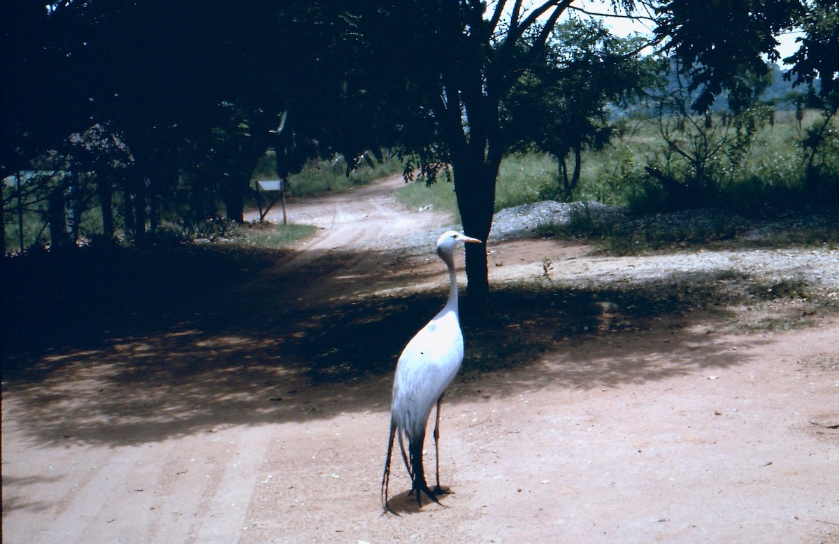 Blue Crane - ML624449264