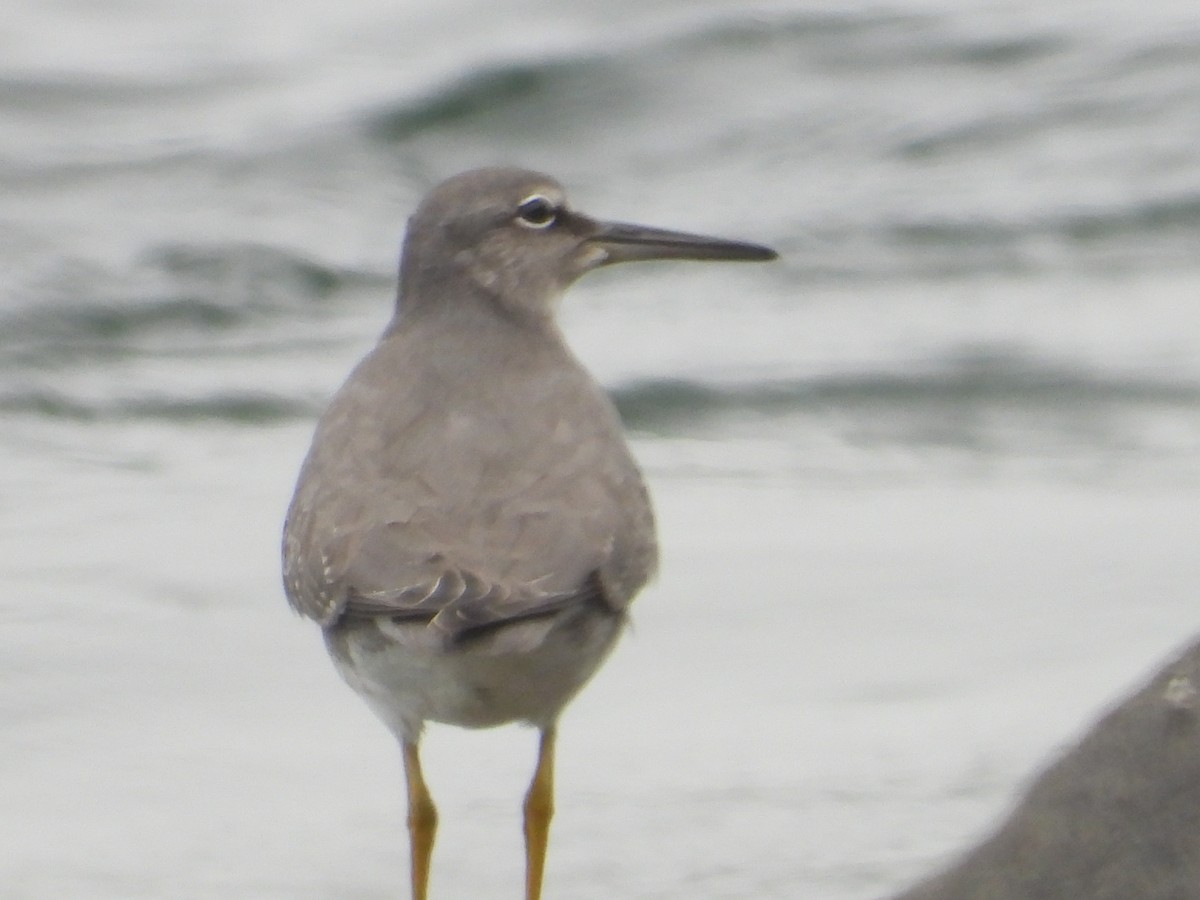 Wandering Tattler - ML624449441