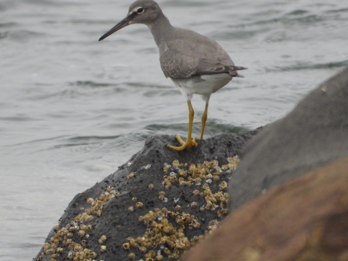 Wandering Tattler - Colby Neuman