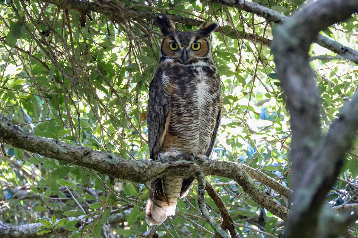 Great Horned Owl - Katie Sheppard