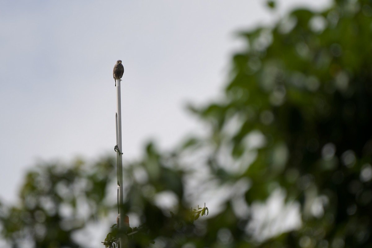 Rufous-winged Buzzard - ML624449614