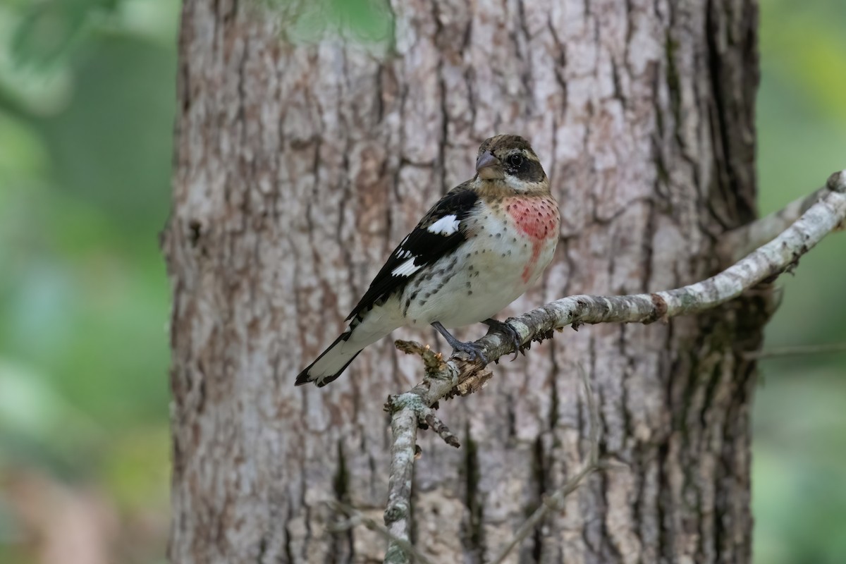 Rose-breasted Grosbeak - ML624449644
