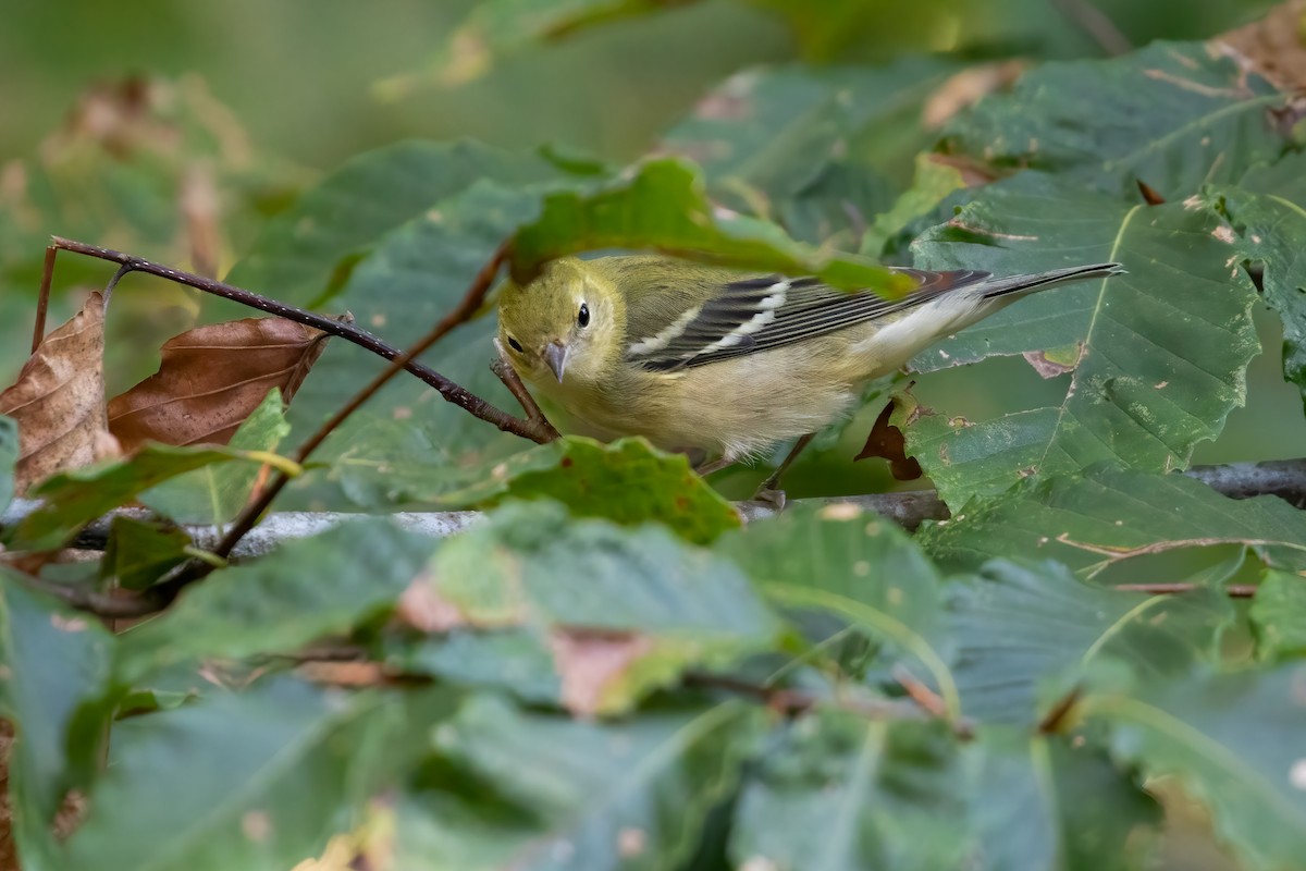 Bay-breasted Warbler - ML624449760