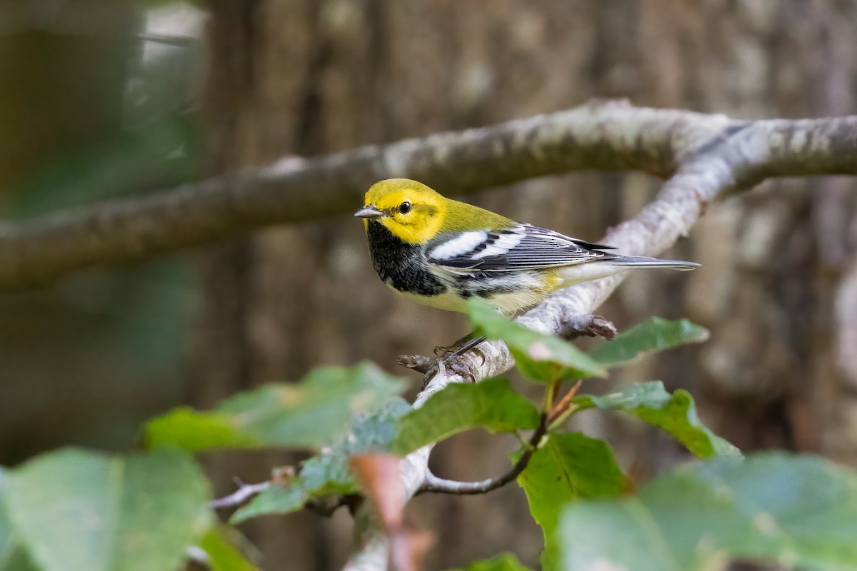 Black-throated Green Warbler - ML624449786