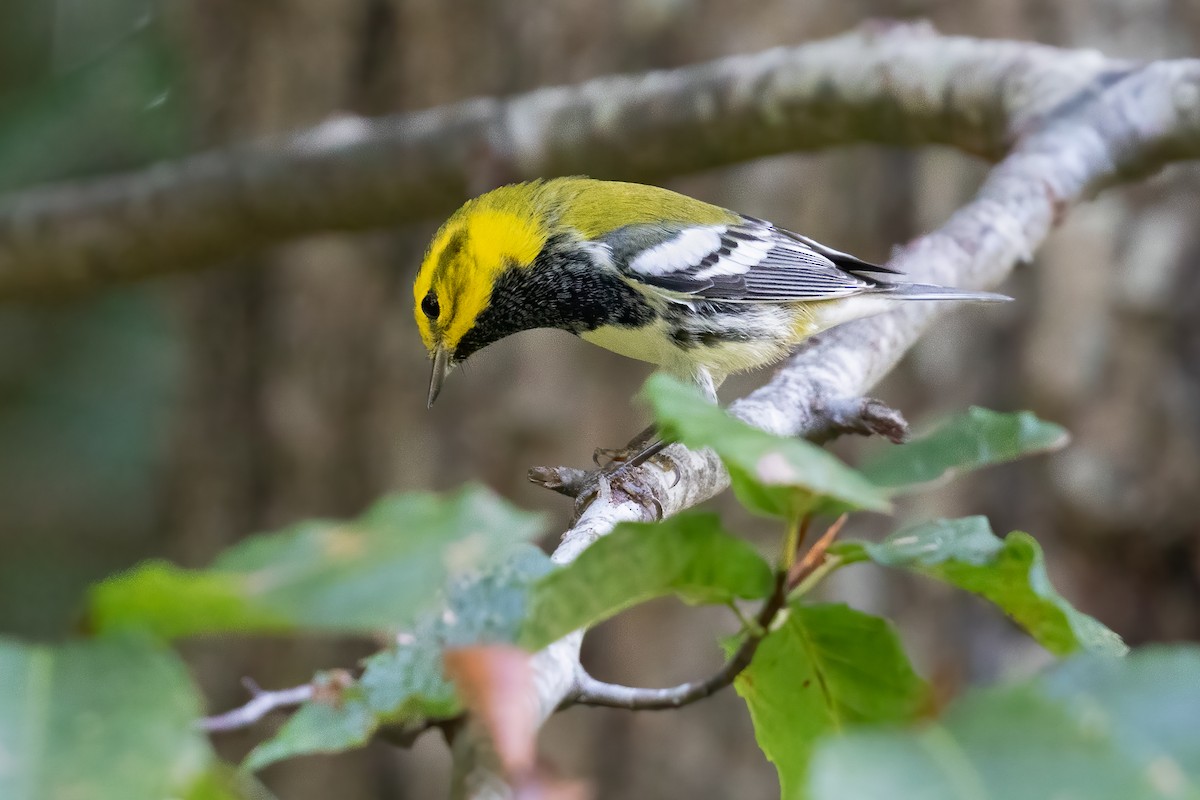 Black-throated Green Warbler - ML624449815