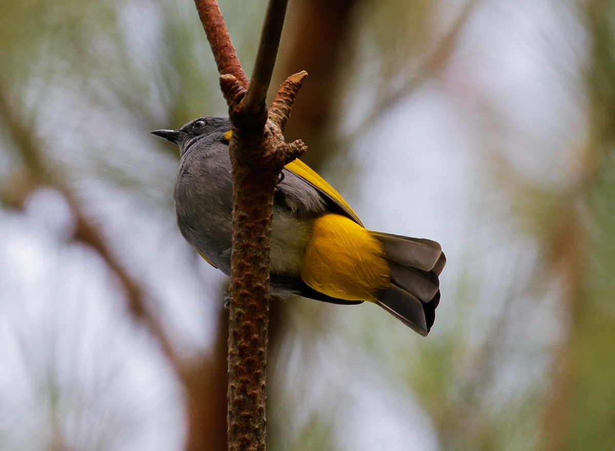 Gray-bellied Bulbul - ML624449839