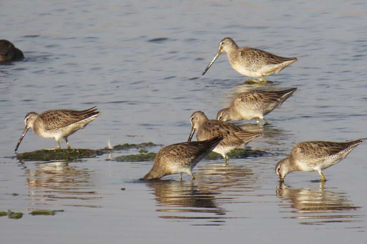 Long-billed Dowitcher - ML624449845