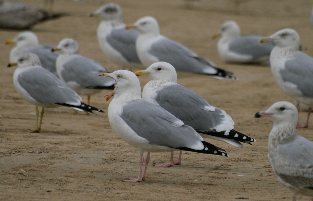 Gaviota Argéntea (vegae) - ML624449853