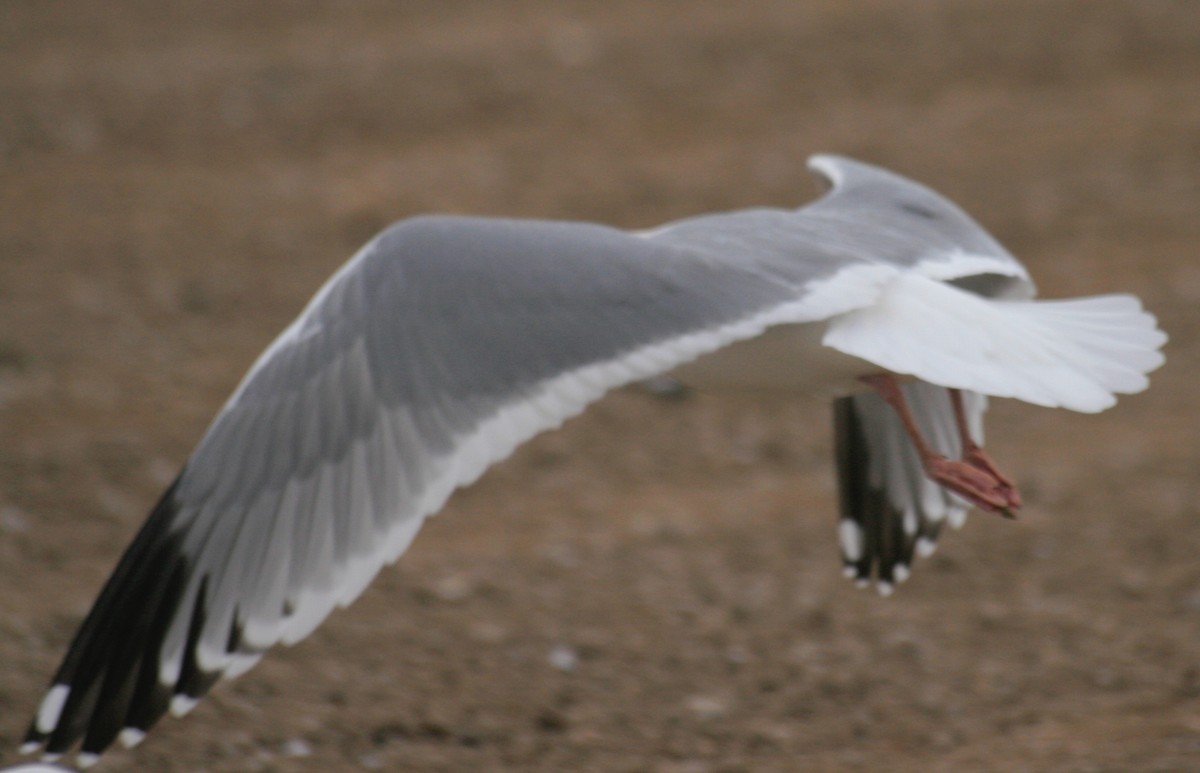 Gaviota Argéntea (vegae) - ML624449854