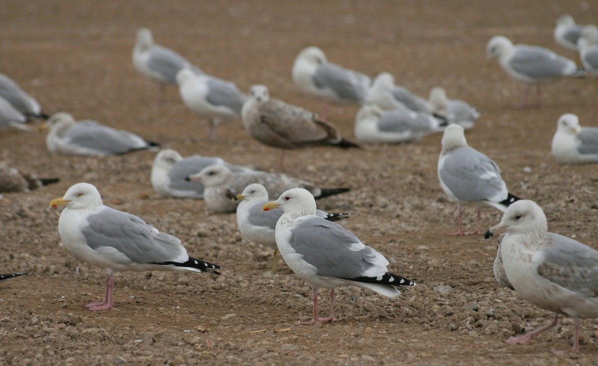 Gaviota Argéntea (vegae) - ML624449855