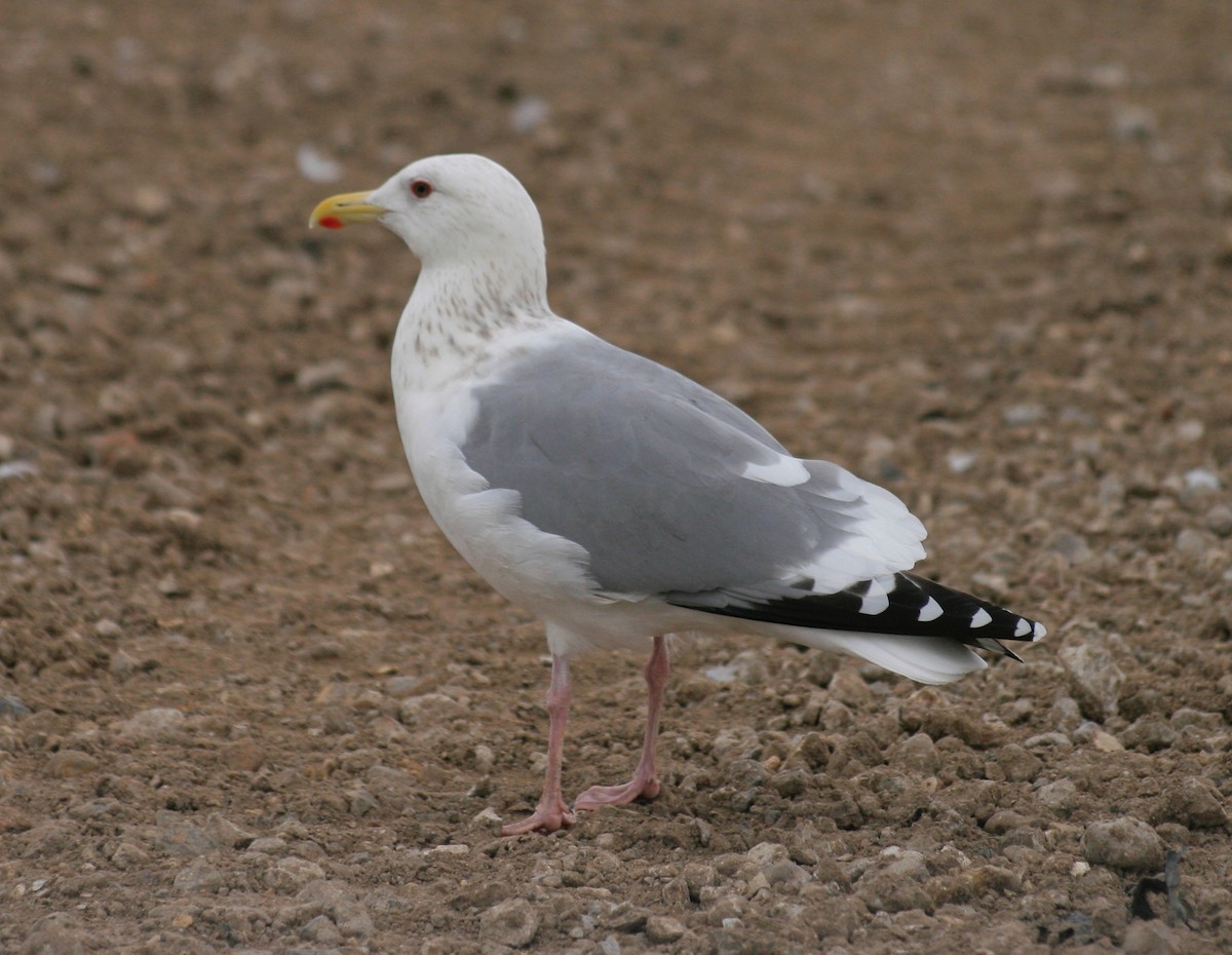 Gaviota Argéntea (vegae) - ML624449856