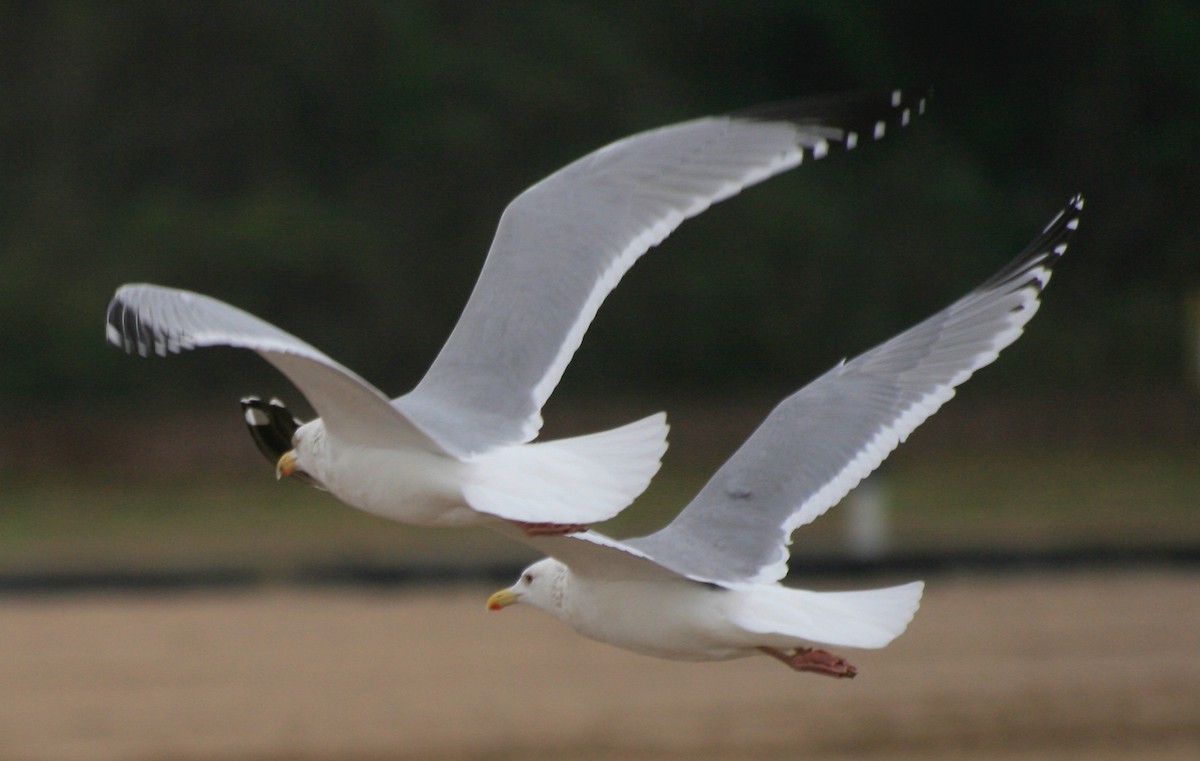 Herring Gull (Vega) - ML624449857