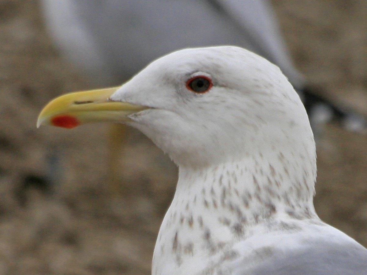 Gaviota Argéntea (vegae) - ML624449861