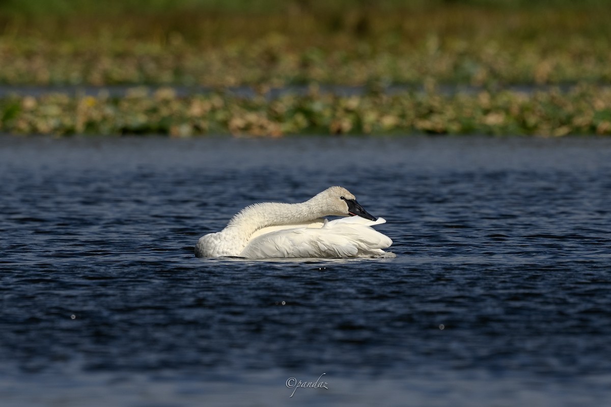 Лебедь-трубач - ML624449875