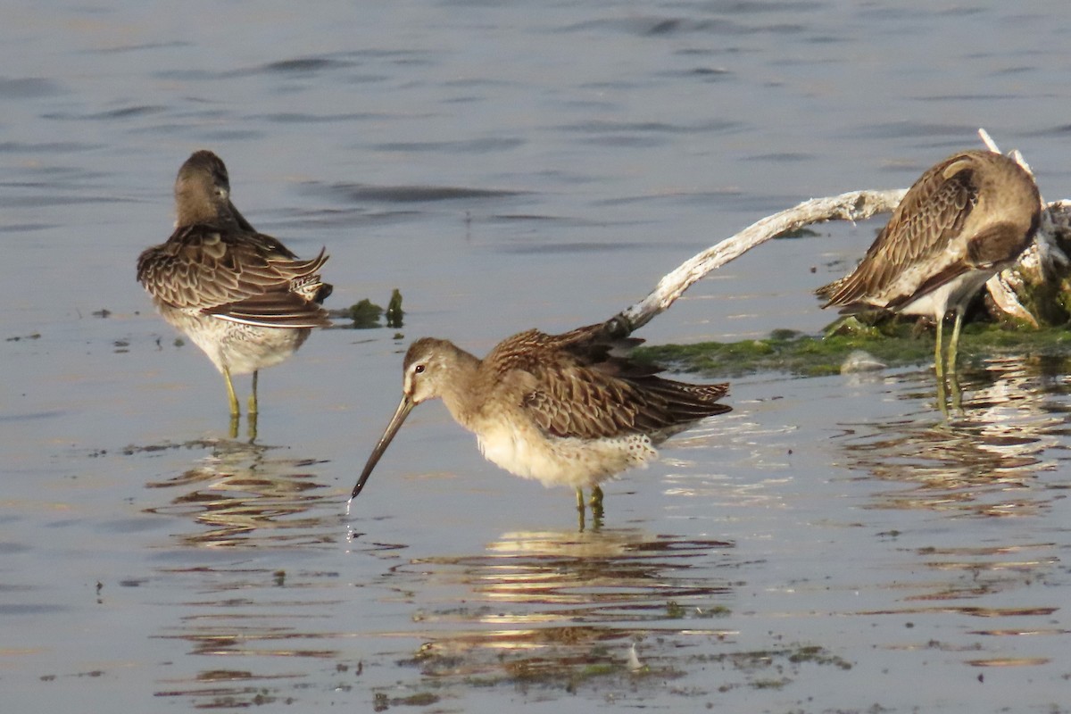 Long-billed Dowitcher - ML624449880