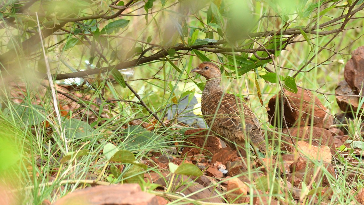 Gray Francolin - ML624449919