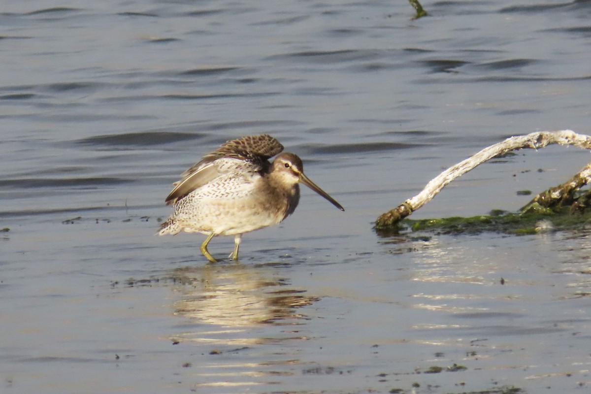 Long-billed Dowitcher - ML624449944