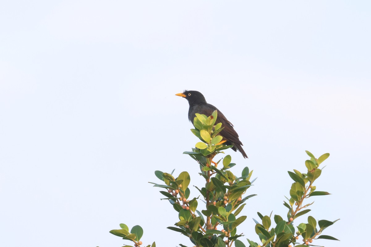 Javan Myna - 尤 俊華