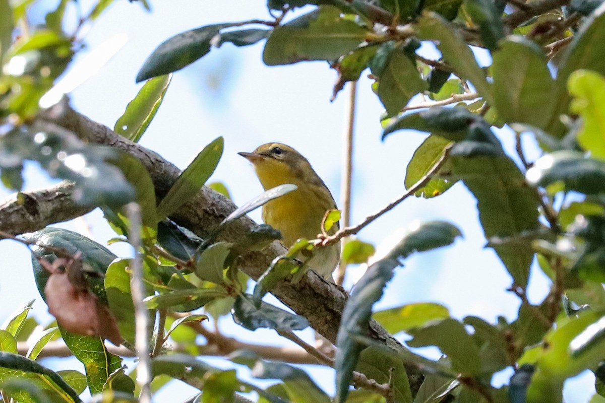 Blackburnian Warbler - Katie Sheppard