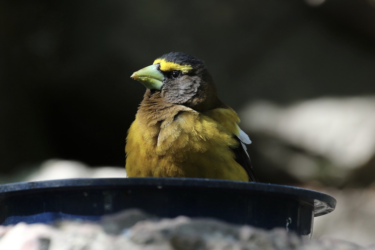 Evening Grosbeak - ML624450017