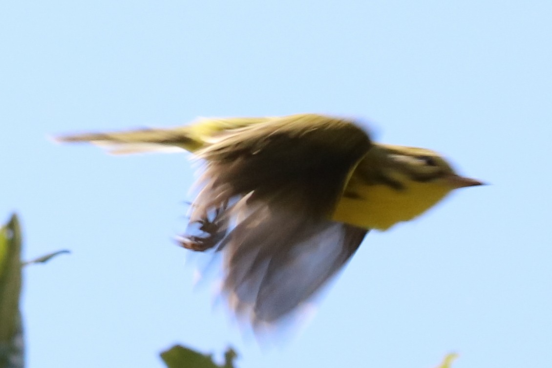 Prairie Warbler - Katie Sheppard