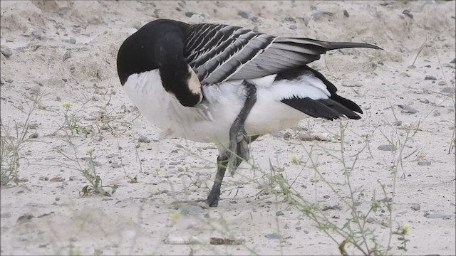 カオジロガン - ML624450204